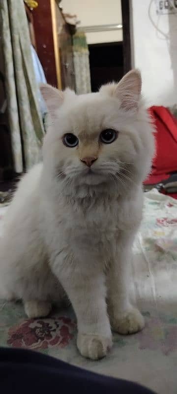 Persian cat for sale. . . 1