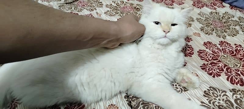 Persian cat for sale. . . 2