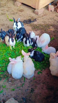 Rabbits babies for sale