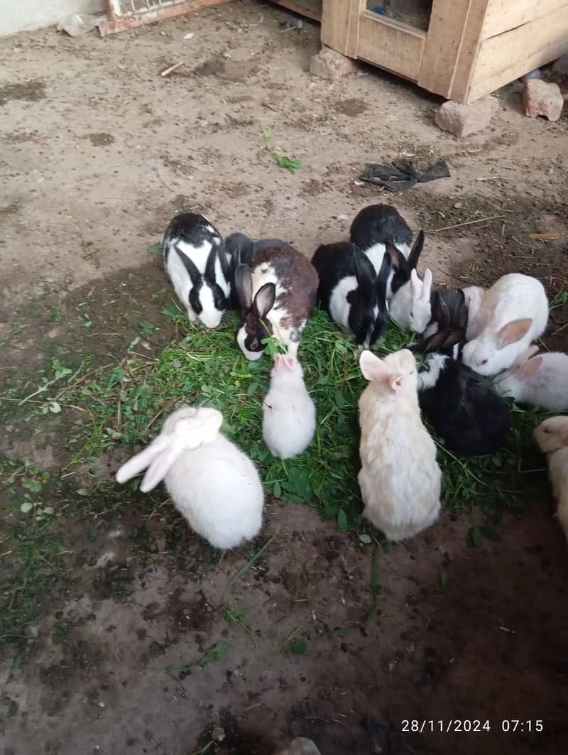 Rabbits babies for sale 1