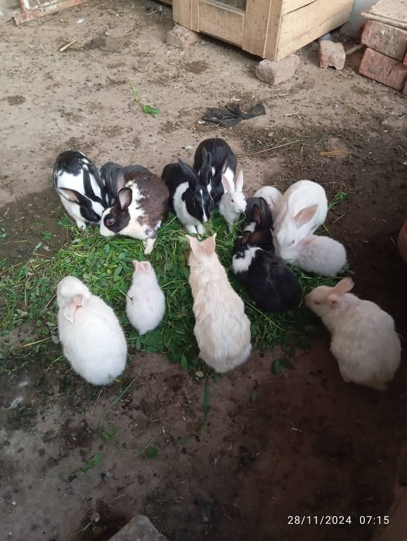 Rabbits babies for sale 2