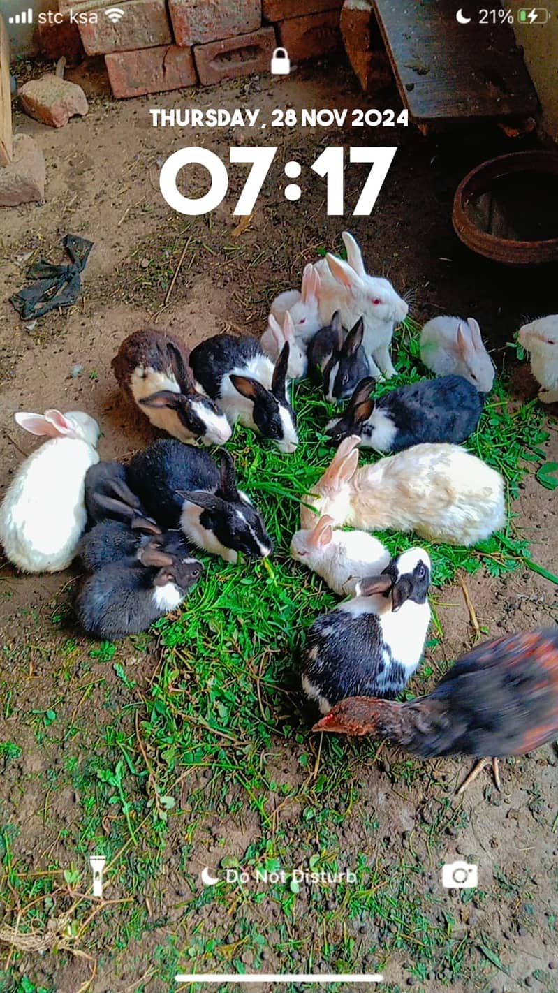 Rabbits babies for sale 3