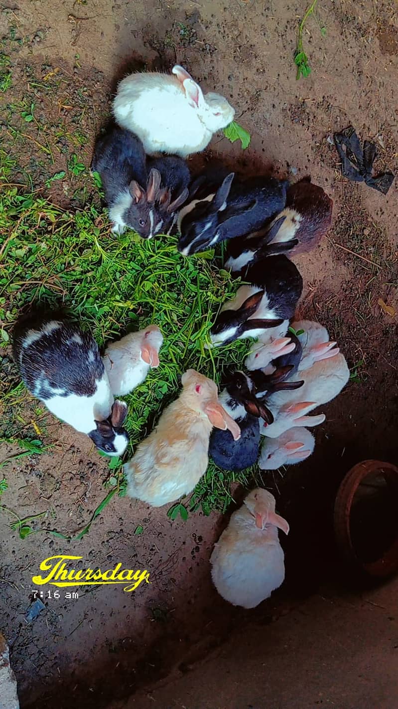 Rabbits babies for sale 4