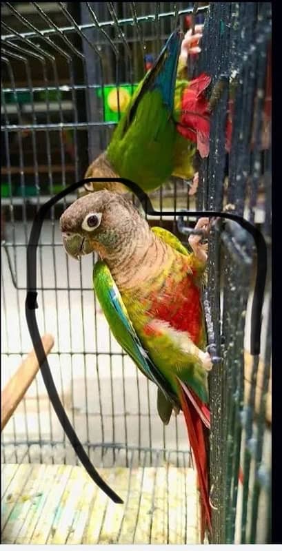 Yellow Sided Conure 2