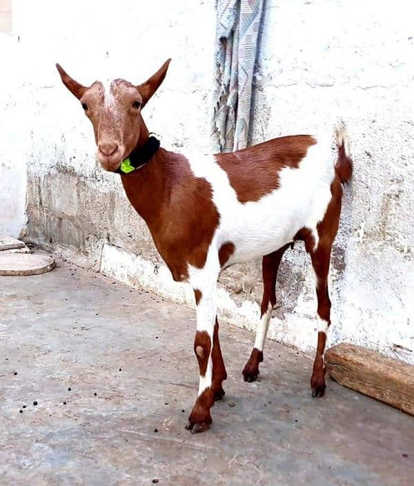 Pure Ablak Goat 0