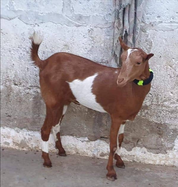 Pure Ablak Goat 1