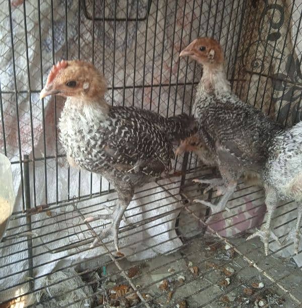 original misri ( fayoumi ) male chicks  0341 4014 697 0