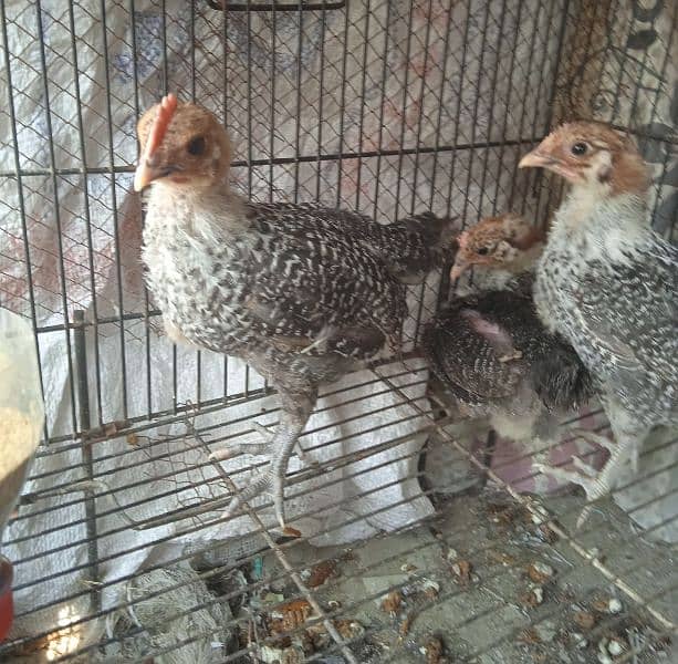 original misri ( fayoumi ) male chicks  0341 4014 697 1