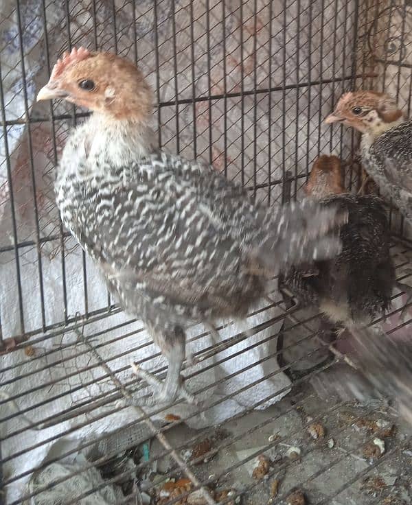 original misri ( fayoumi ) male chicks  0341 4014 697 2