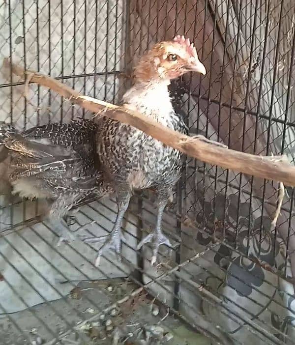 original misri ( fayoumi ) male chicks  0341 4014 697 3