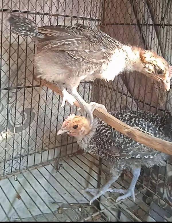 original misri ( fayoumi ) male chicks  0341 4014 697 4