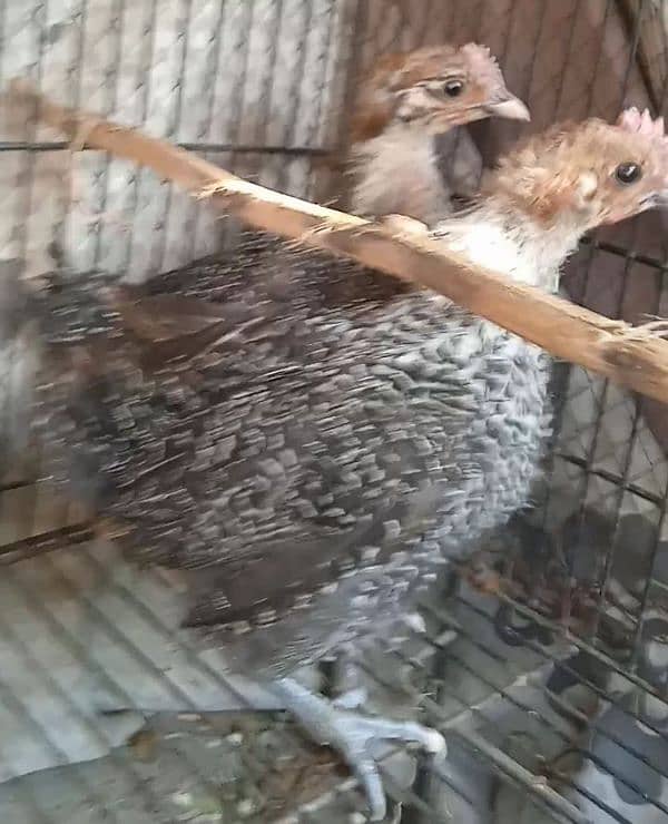 original misri ( fayoumi ) male chicks  0341 4014 697 5