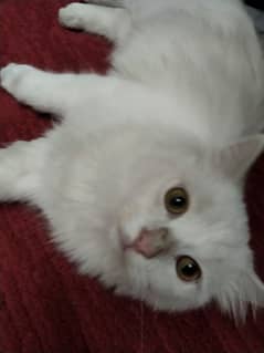 white Persian cat