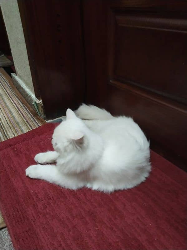 white Persian cat 1