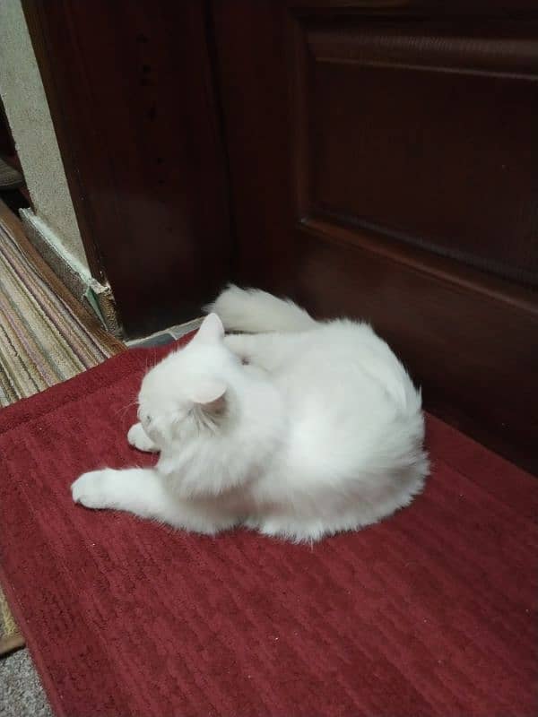 white Persian cat 2