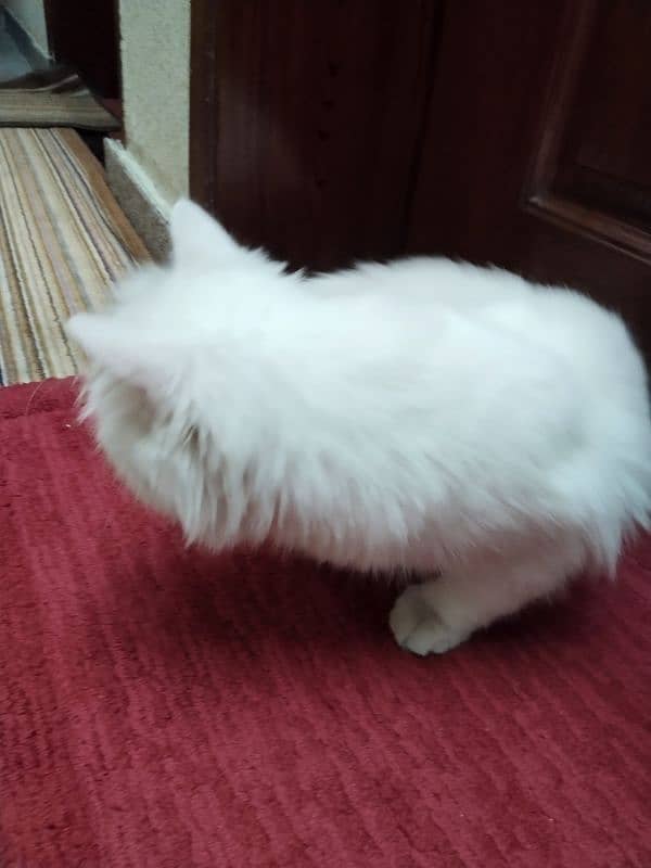 white Persian cat 3