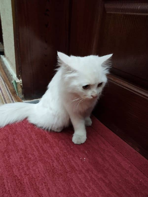 white Persian cat 4