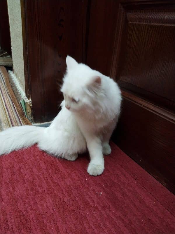 white Persian cat 5