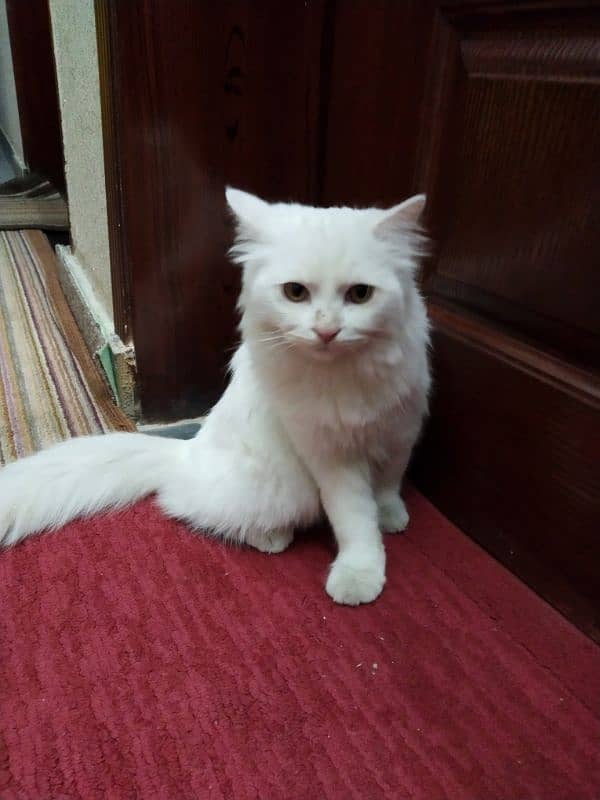 white Persian cat 6