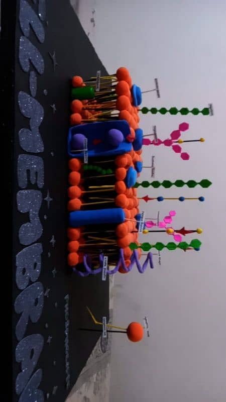 cell membrane project, physiology and anatomy 2