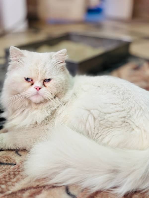 Persian Cat for sale 0