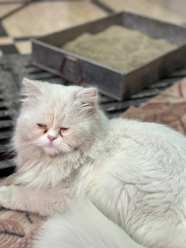 Persian Cat for sale 1