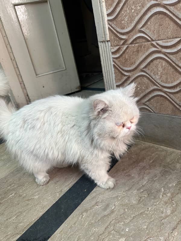 Persian Cat for sale 2