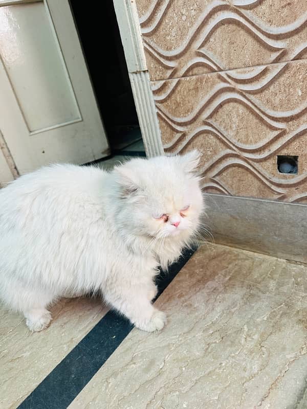 Persian Cat for sale 3