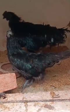 fresh fertile egg ayam cemani