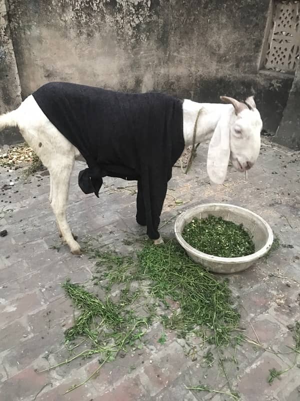 Rajanpuri gulabi bakri 0