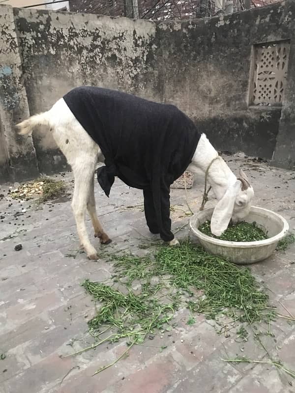 Rajanpuri gulabi bakri 1