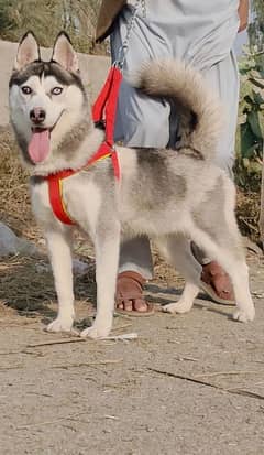 Pure Siberian Husky female for Sale Age 10 Month