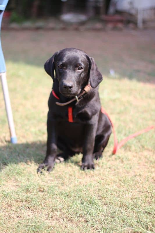 Labrador Pure Breed Dog Pair for sale 3