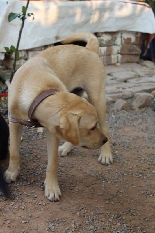 Labrador Pure Breed Dog Pair for sale 5