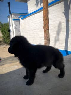 long coat black garman shahfard femal puppy for sale location Lahore