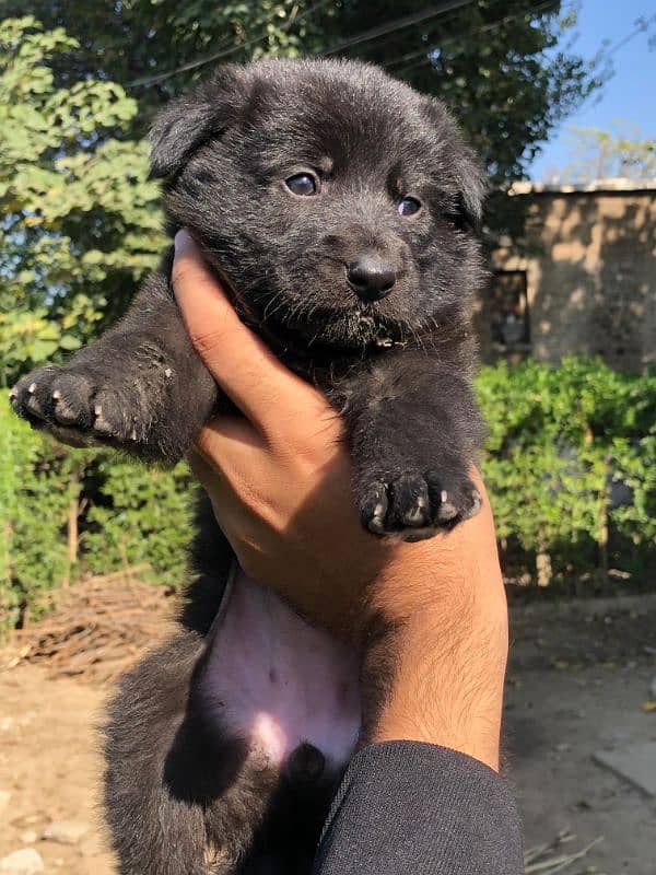 long coat black garman shahfard femal puppy for sale location Lahore 1