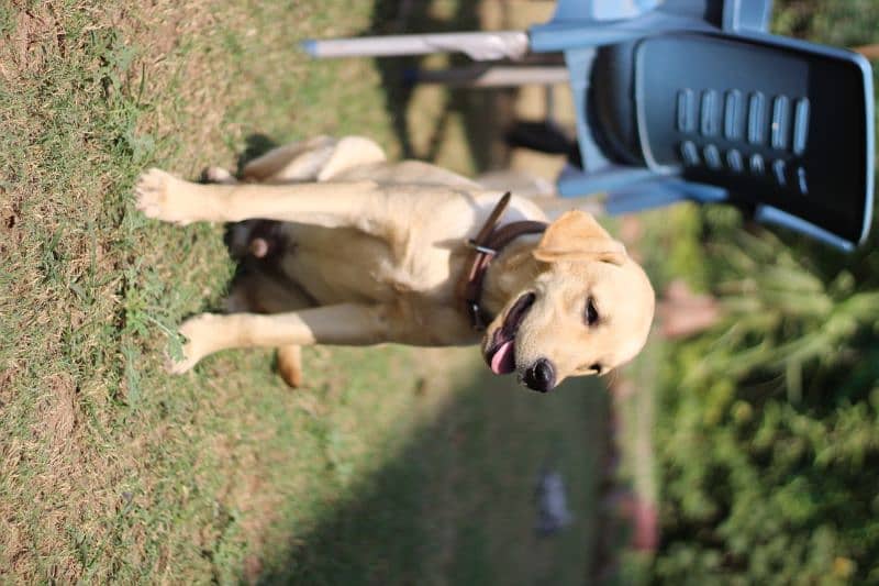 Labrador dog pure breed pair for sale 1