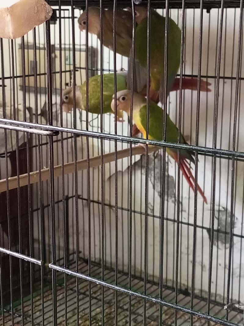 Breeding pair and adult peaces 0