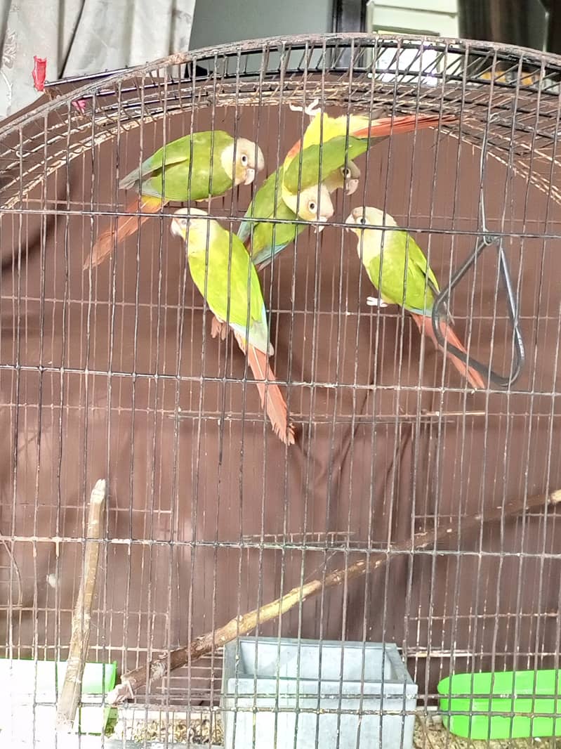 Breeding pair and adult peaces 1