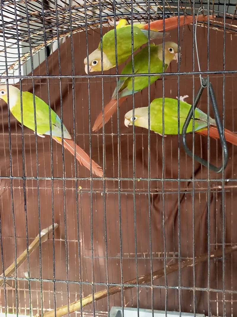 Breeding pair and adult peaces 2