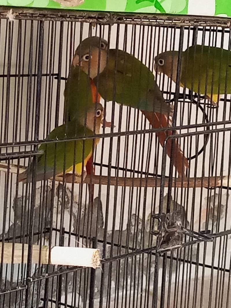 Breeding pair and adult peaces 3