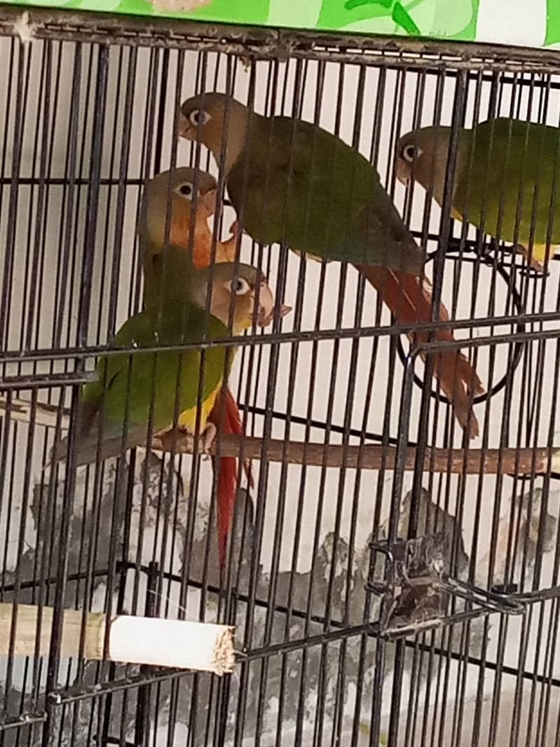 Breeding pair and adult peaces 4