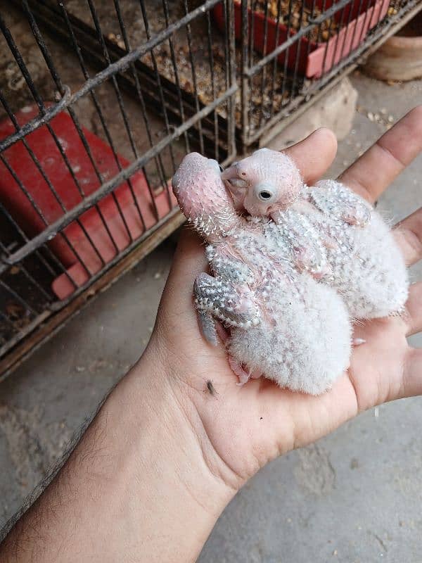 Pine apple conure chicks 0