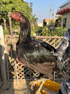 2 Thai Madi Egg Laying