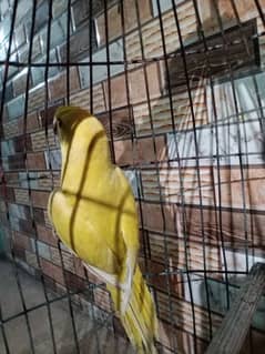 ringneck yellow