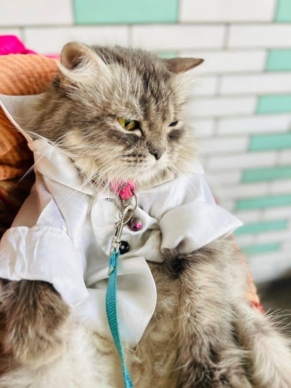 Persian Cat Doll face grey and white 2