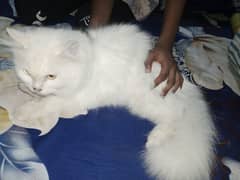 persian cat 1 pair and 1 kitten