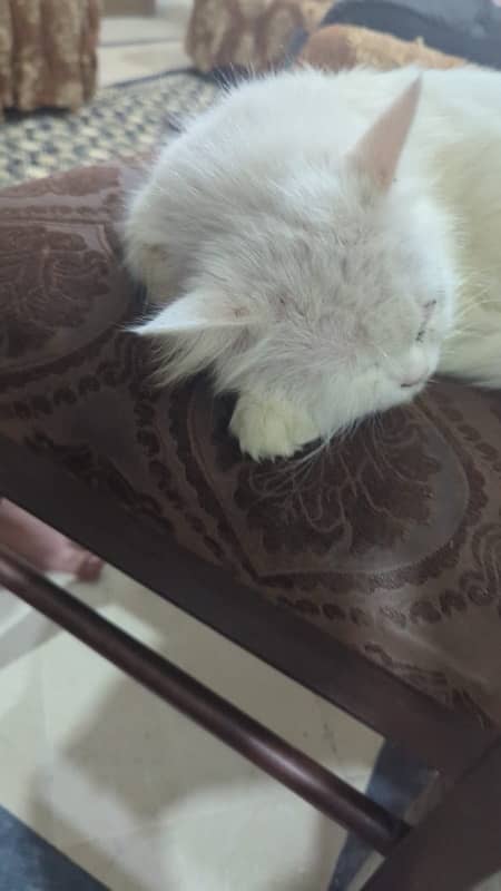 persian male cat 2