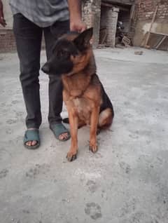 Gsd for sale exchng possible with gultair/rotwiller