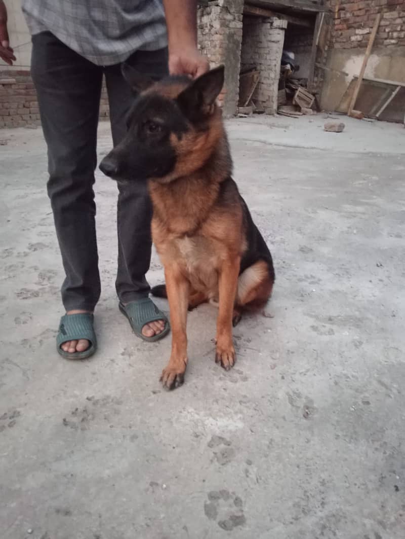 Gsd for sale exchng possible with gultair/rotwiller 0